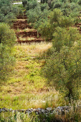 Cereals and olive trees are the principal ecological productions of the Spanish field. Photo: Daniel Cubillas