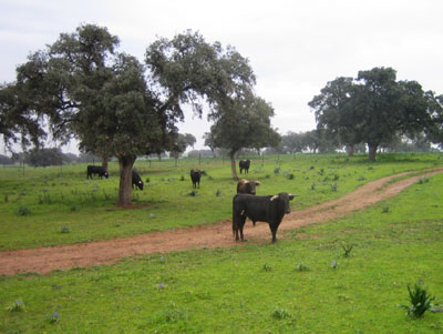 Forests, pastures and meadows are as productive agriculture bio sites and are the basis for ecological farming. In the image, a Sevillan landscape...