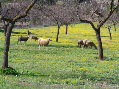 Organic livestock also live one of their best moments. In the image, sheep in Ibiza