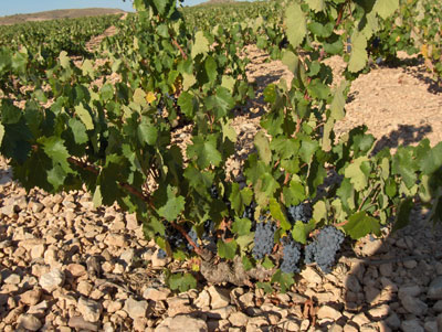 La DO de Jumilla presume de tener una variedad propia, la Monastrell, junto a una historia vitvinicola superior a los 5.000 aos de antigedad...