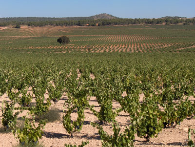 Amplios valles caracterizan las 28.200 hectreas de cultivo vincola de la DO Jumilla