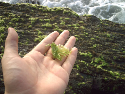 Cultivo de algas marinas es una alternativa sustentable a la