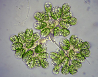 El alga unicelular Botryococcus braunii produce un elevado porcentaje de hidrocarburos que despu�s excreta. Foto: Universidad de Ja�n...