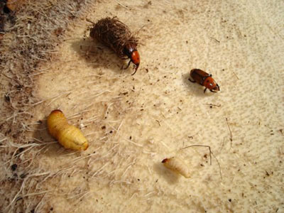 Ejemplares de picudo rojo y larvas colonizando una palmera. Foto: Phoca Gallery