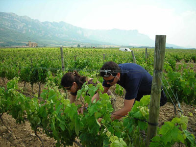 Enoturismo en Rutas del Vino de Espaa Actividades en viedo RV Rioja Alavesa