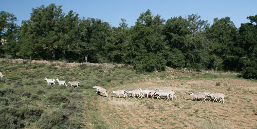 Este ganado se cr�a en explotaci�n semiextensiva, pastando siempre que las condiciones atmosf�ricas lo permitan