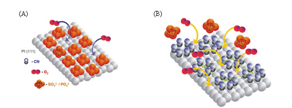 Schematic representation of process of breakdown of the link O in the oxygen molecule (O2) in the presence of sulfuric acid or phosphoric acid...