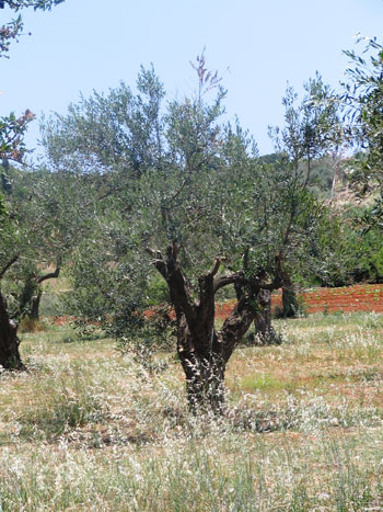 Andalusia is the Spanish region that devotes more space to the Green olive grove, 31% of the total. Photo: Alex Bruda