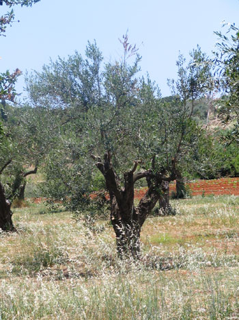 Andalusia s la regi espanyola que dedica ms superfcie a l'oliverar ecolgic, un 31% del total. Foto: Alex Bruder
