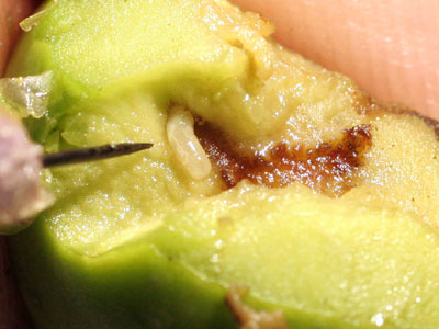 Larva de la mosca del olivo dentro de una aceituna