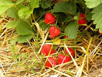 A large amount of ozone is needed to decontaminate the area of the roots, especially in the cultivation of strawberries