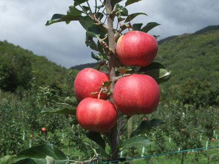 The workshop will be given to know the particularities of the cultivation of fruit trees, with particular emphasis on productive issues...