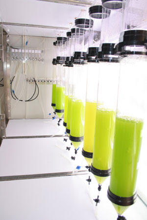 A bioreactor in the course of one of the experiments