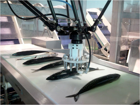 Nueva lnea robotizada para sexado y clasificado de pescado mediante visin artificial, de Optimar