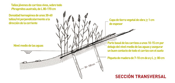 Figura 5. Estera de carrizos