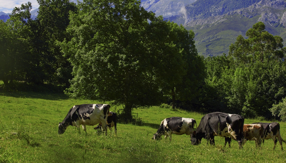 Vacas de raza Frisona en un pasto de montaa
