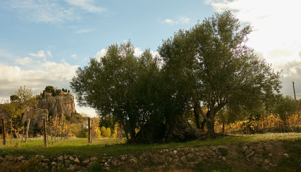 El proyecto Masos ana la tradicin turstica de sus masas (a las que se suma la finca vecina 'Mas de la Mona') y el amor por la gastronoma de sus...