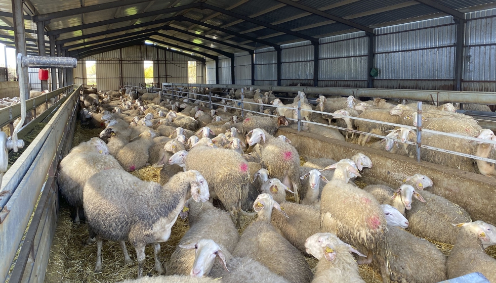 Nave de ovejas en producci�n