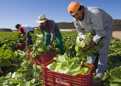 El proyecto Ecobellicar, basado en la conversin de la finca El Bellicar para cultivo de frutas y hortalizas ecolgicas...