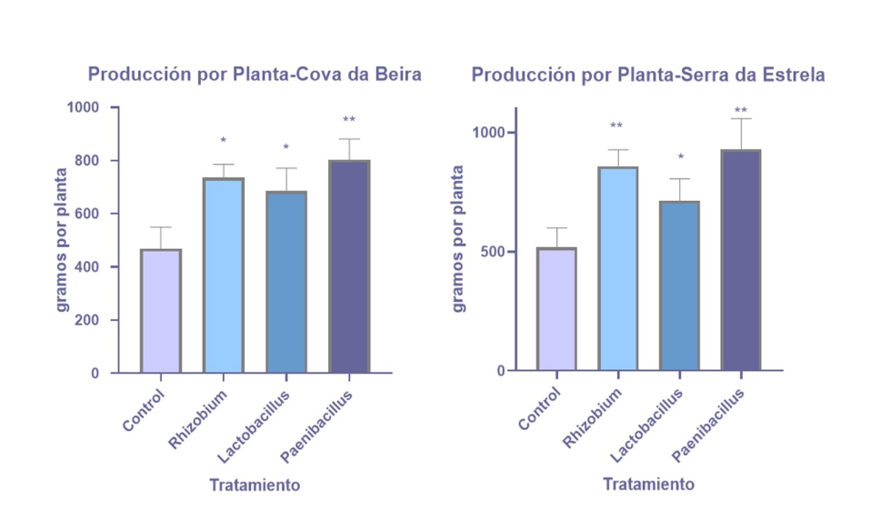 Figura 3. Efecto de la bioestimulacin bacteriana en la produccin de arndano en ensayos de campo desarrollados en Portugal...