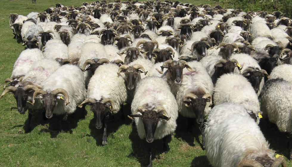 Reba�o de raza Latxa