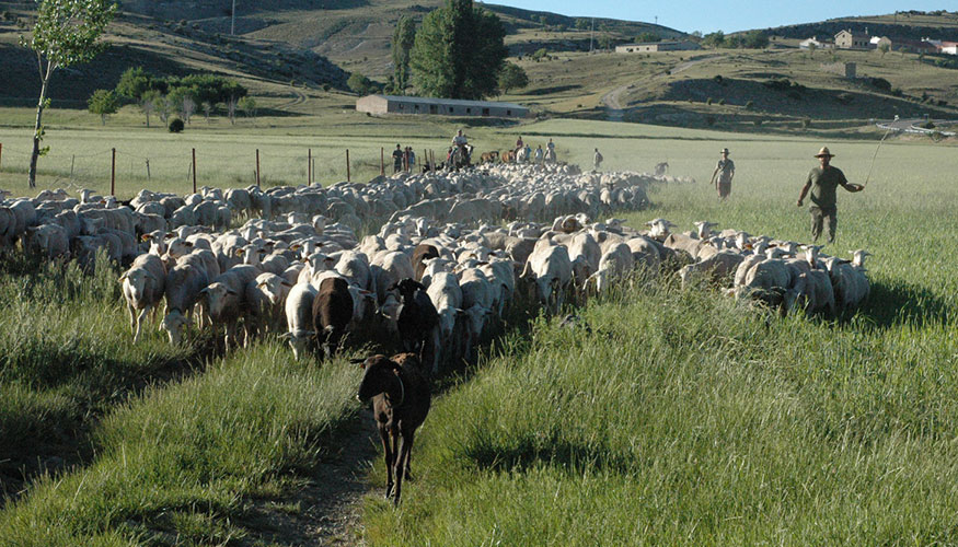 Pastoreo de ovejas y cabras en Andaluca