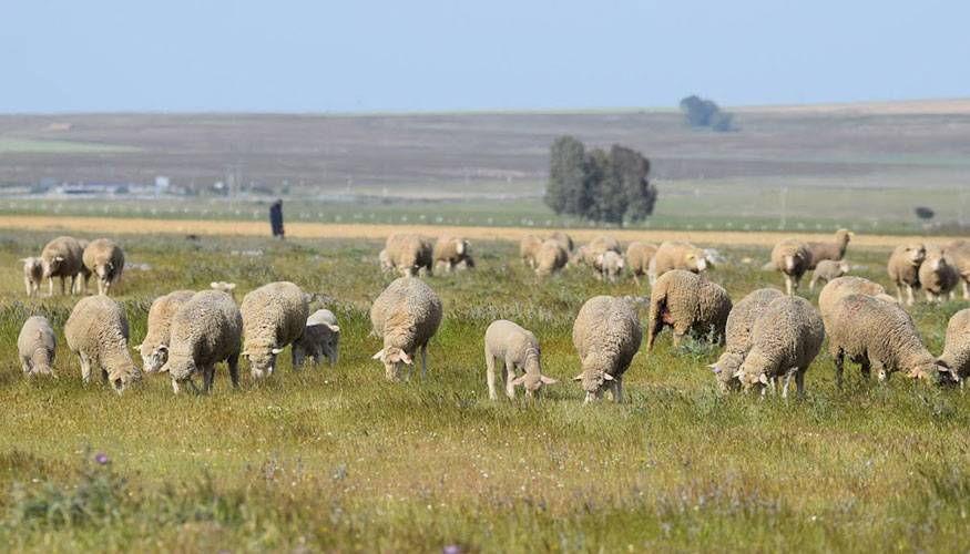Ovejas en pastoreo en la provincia de Cáceres