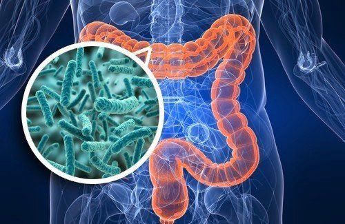 Un grupo de investigadores del CSIC ha descubierto que la ingesta de microplsticos reduce la diversidad bacteriana de la microbiota del colon...