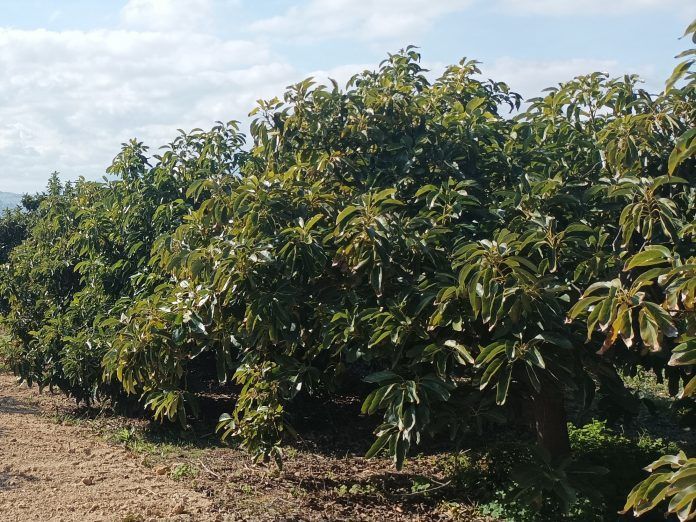 Agbar Agriculture y el IFAPA elaboran una exhaustiva gua para cultivar aguacate de forma ptima