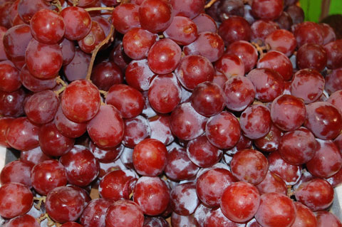 Durante la elaboracin de estos vinos se produce una extraccin del 60% del contenido de resveratrol de las uvas durante la fermentacin alcohlica...