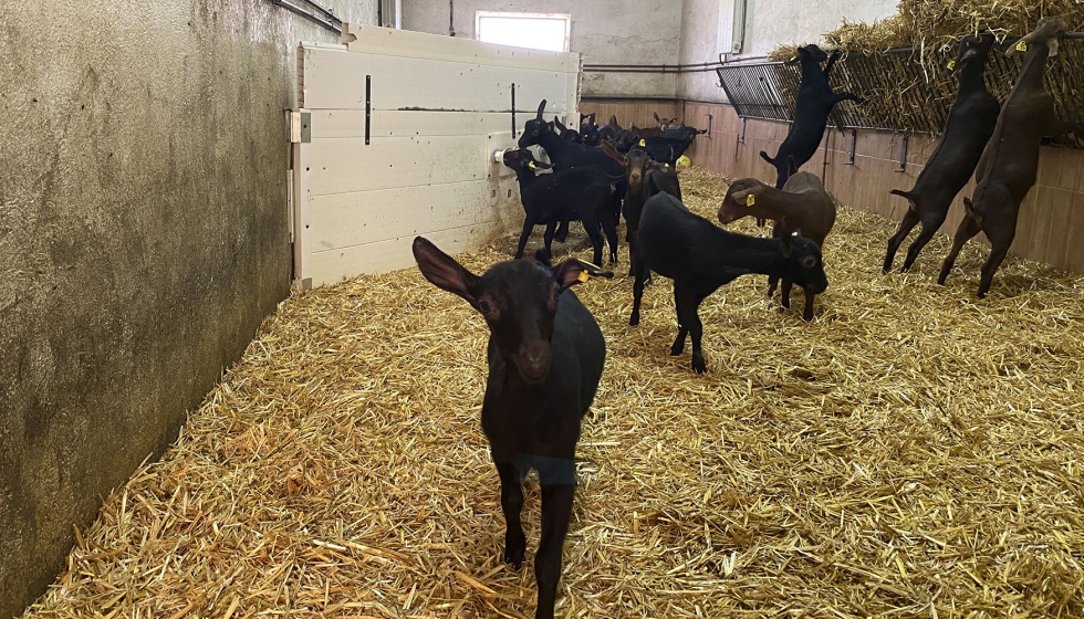 Cabritos de raza Murciano-Granadina en una sala de lactancia artificial