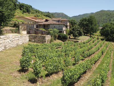 En el Ribeiro se cultiva la uva no solo en funcin de las caractersticas climatolgicas, geogrficas y del suelo...