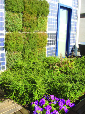 Terraza experimental Intemper con fachada vegetal en Colmenar Viejo (Madrid)