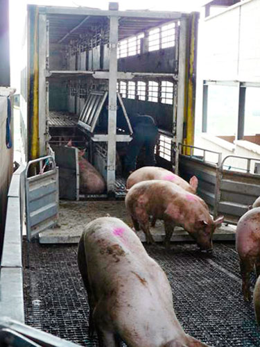 La imagen muestra a un grupo de cerdos descendiendo de un camin por una rampa