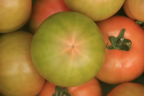El tomate Enate grueso extra-precoz presenta la mxima precocidad del mercado