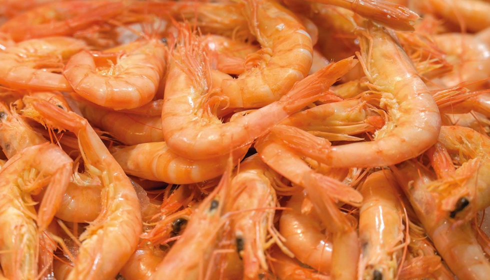 Chupar las cabezas de las gambas o langostinos es completamente seguro