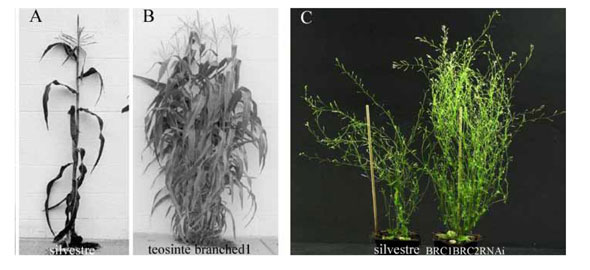 Figura 1: A. Planta de maz silvestre. B. Planta mutante teosinte Branched1. C. Plantas de Arabidopsis silvestre (izquierda) y mutante brc1 (derecha)...