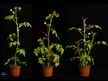 Figura 2: Fenotipos de lineas RNAi de tomate. RNAi BRC1-1 (izquierda); Control silvestre (centro); RNAi BRC1-2 (derecha)...