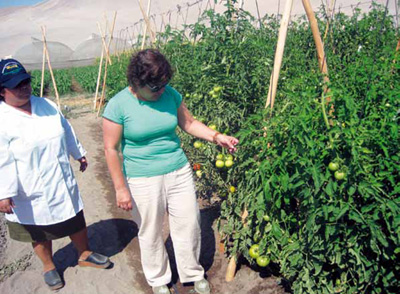  Tomates cultivados en suelos salinos sdicos mejorados con la incorporacin de compost