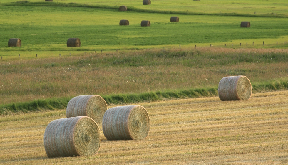 Pacas de paja en el campo