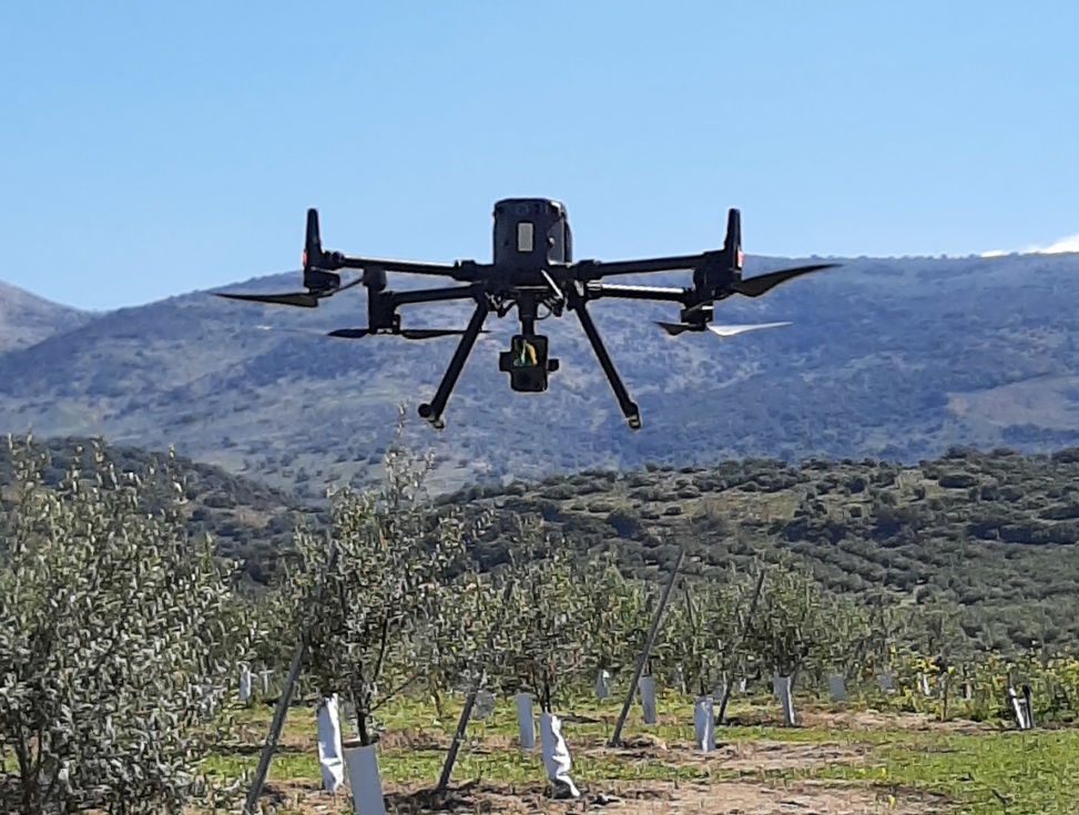 Figura 1. Dron multirrotor despegando en una parcela joven de olivar en seto