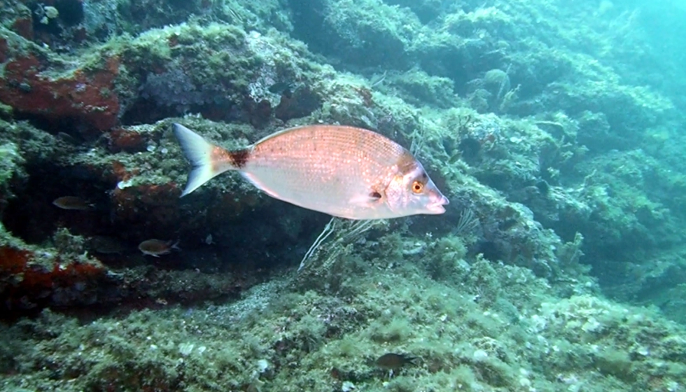 El sargo picudo es un animal con un papel ecolgico muy importante, ya que es el nico pez mediterrneo con un espectro de presas amplio...