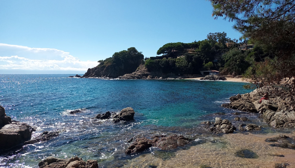 El sargo picudo es un animal que habita los arrecifes de costa rocosa y los prados de hierbas marinas a lo largo del mar Mediterrneo y el Atlntico...