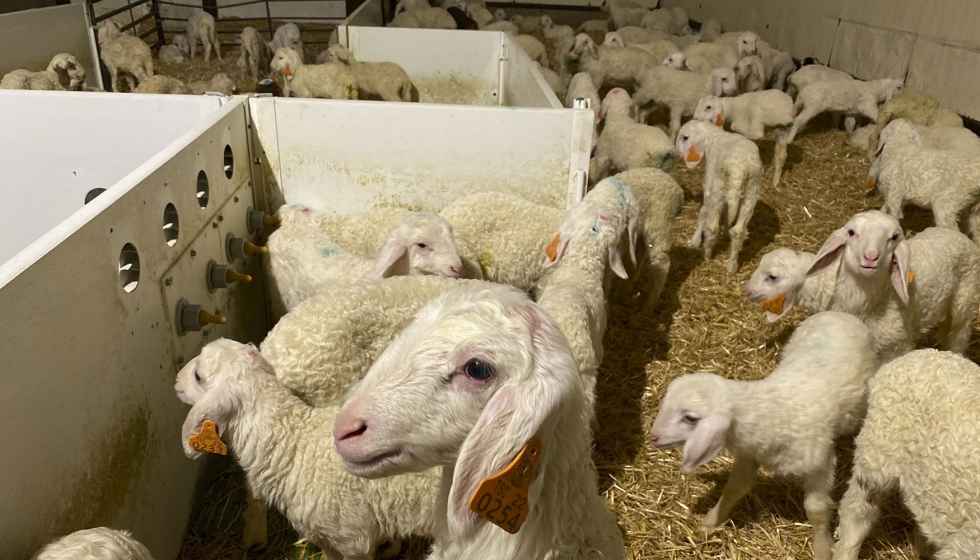 Corderos de raza Assaf en una sala de lactancia artificial