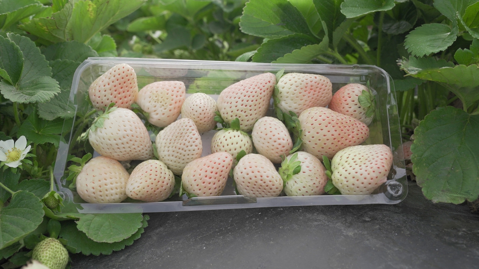 Una de las novedades en cuanto a variedades en Fruit Logistica 2023 es la nueva variedad de fresa blanca premium Florida Pearl con una piel de color...