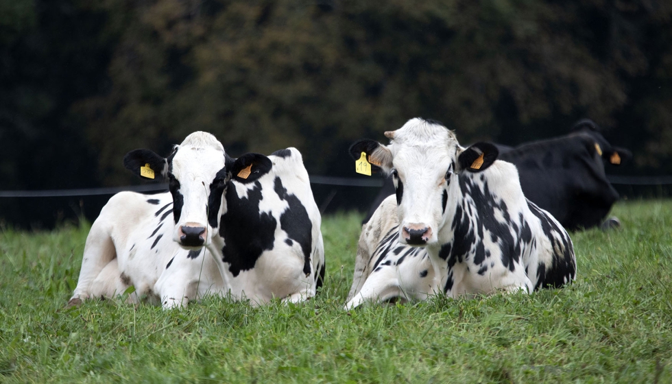 Vacas de raza Frisona en Galicia