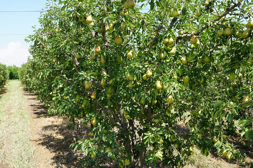Cultivo de pera en la provincia de Lleida