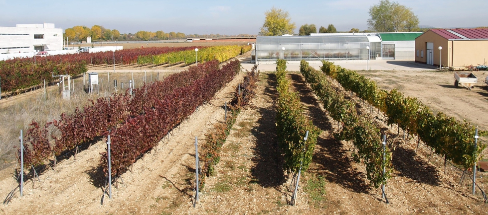 Coleccin clonal en las instalaciones de Itacyl, en Valladolid