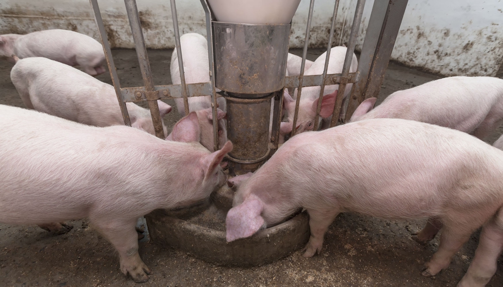Cerdos alimentndose en una explotacin ganadera