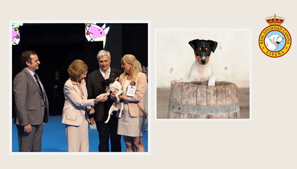 La RSCE califica este ao de memorable al organizar, entre otros eventos, la World Dog Show en Madrid...